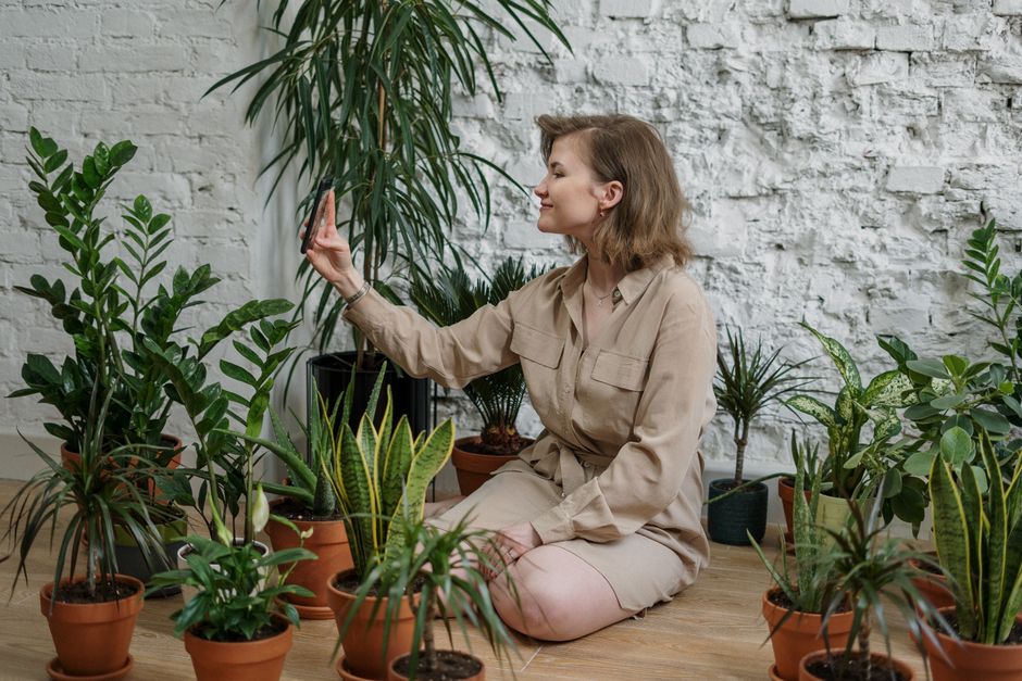 Vrouw verzorgt luchtzuiverende sansevieria kamerplanten.