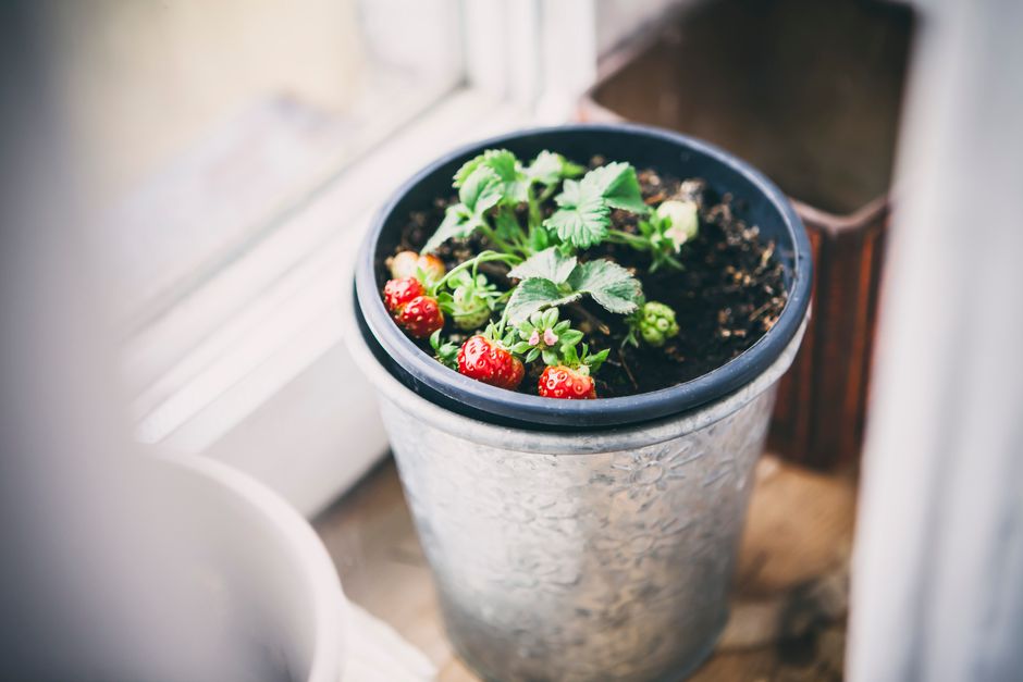Tomatenplantjes op een balconière