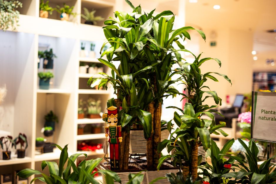 Herfstinterieur opgefleurd met levensechte kunstplanten. Herfstinterieur opgefleurd met levensechte kunstplanten.