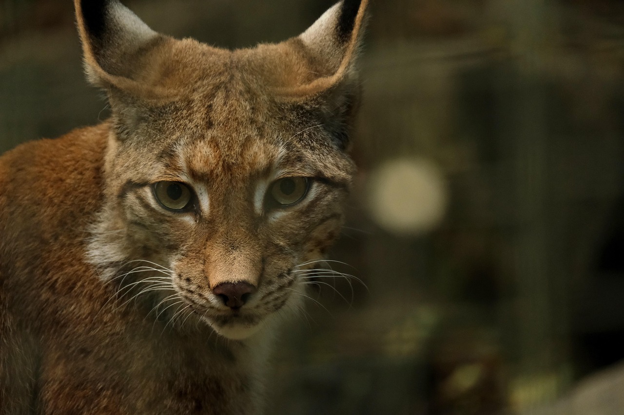 Lynx op het schilderij, mystiek en wijsheid. Lynx op het schilderij, mystiek en wijsheid.